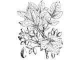 Pistachio nut (Pistachia vera), common in Palestine (Gen.43.11)